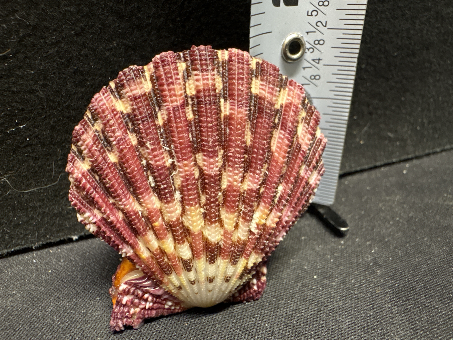LOT 2026-382 — Coquillage naturel décoratif – Coquille Saint-Jacques aux couleurs rouge… — photo 1
