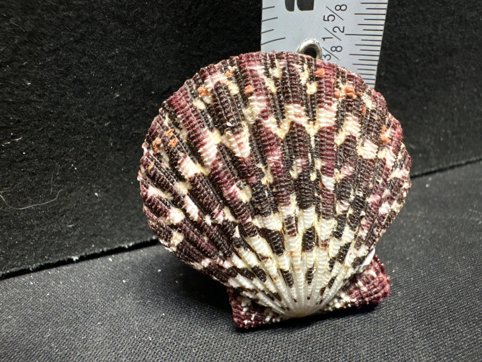 LOT 2026-382 — Coquillage naturel décoratif – Coquille Saint-Jacques aux couleurs rouge… — photo 2