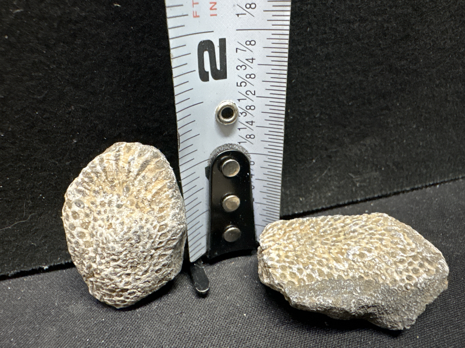 LOT 2026-384 — Lot de 2 fossiles de corail – Spécimens naturels — photo 1