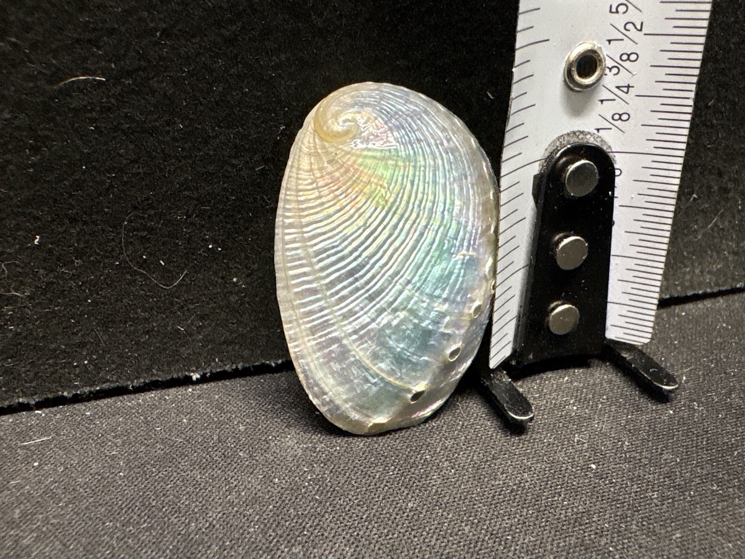 LOT 2026-415 — Coquillage nacré irisé – nacre naturelle — photo 1