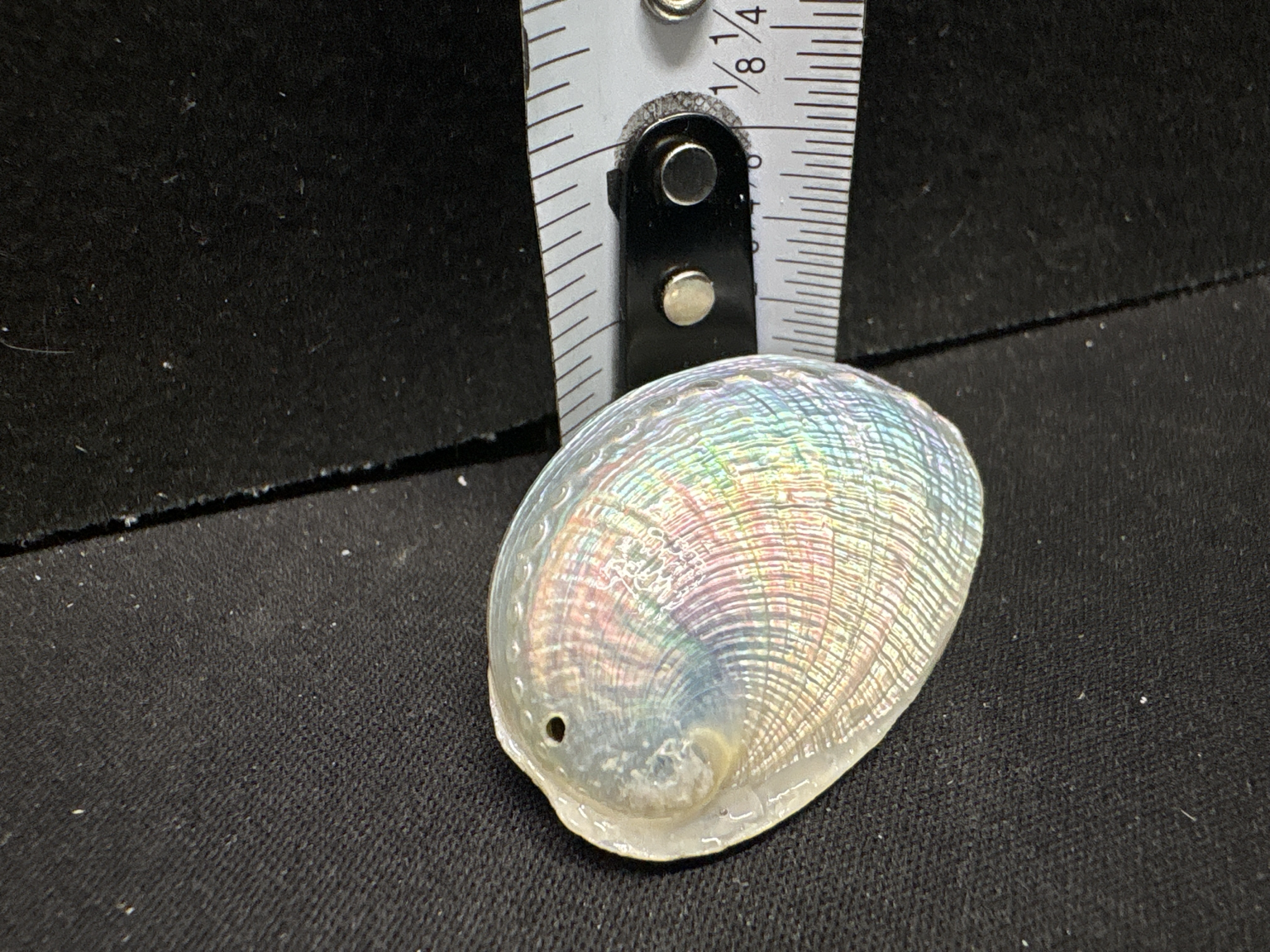 LOT 2026-415 — Coquillage nacré irisé – nacre naturelle — photo 2
