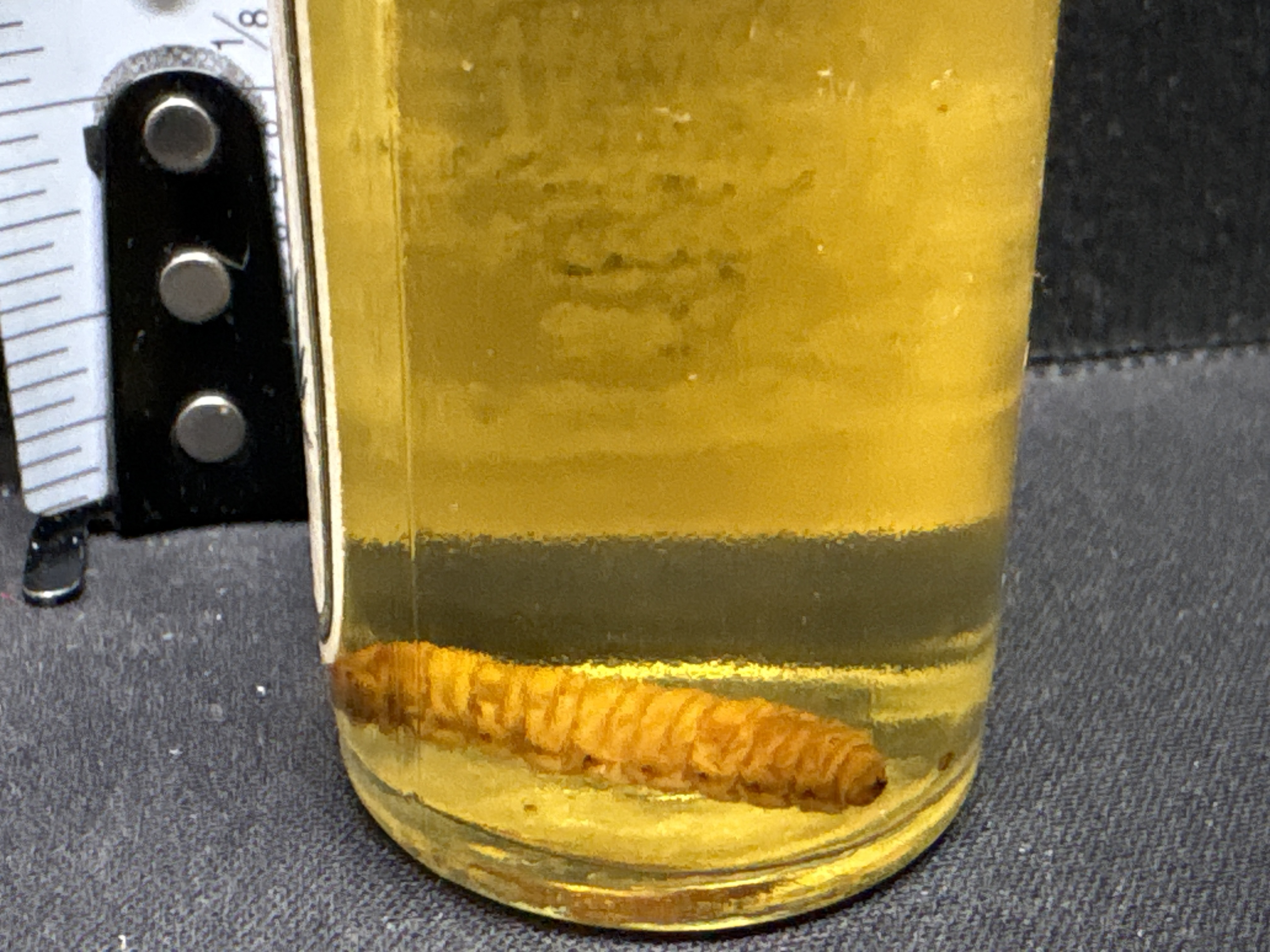 LOT 2026-656 — Bouteille vintage en verre de mezcal mexicain « Gusano de Oro Extra », avec… — photo 3