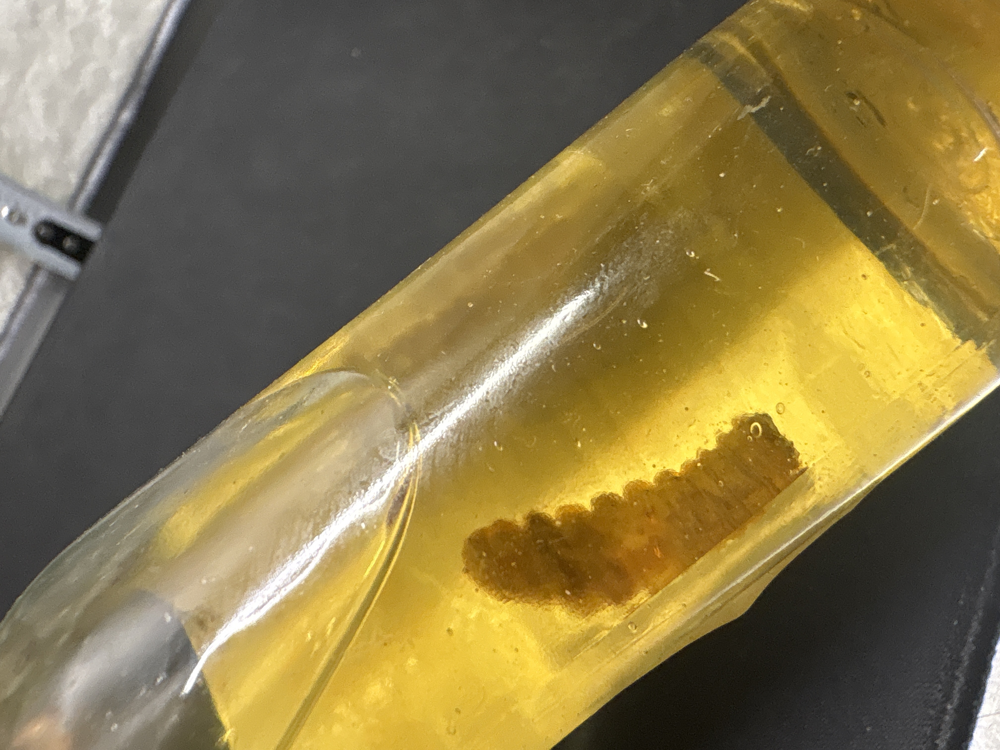 LOT 2026-793 — Bouteille de mezcal Gusano de Oro, « Legítimo Caxaca », avec son propre gusano… — photo 1